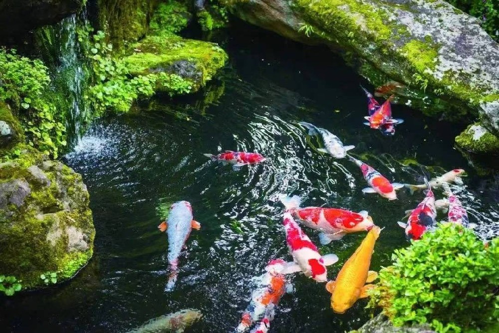 錦鯉魚池爆氧的作用，那在什么情況下需要給錦鯉魚池爆氧呢？